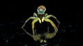 Beautiful Spider on glass, Jumping Spider in Thailand