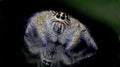 Beautiful Spider on glass, Jumping Spider in Thailand
