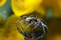 Beautiful Spider on glass, Jumping Spider in Thailand