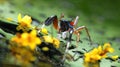 Beautiful Spider on glass with yellow flower, Jumping Spider in Thailand Royalty Free Stock Photo