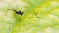 Beautiful Spider on green leaf, Jumping Spider in Thailand Royalty Free Stock Photo