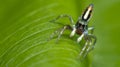 Beautiful Spider on green leaf, Jumping Spider in Thailand Royalty Free Stock Photo