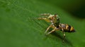 Beautiful Spider on green leaf, Jumping Spider in Thailand Royalty Free Stock Photo