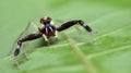 Beautiful Spider on green leaf, Jumping Spider in Thailand Royalty Free Stock Photo