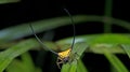 Beautiful Spider green leaf, Jumping Spider in Thailand