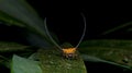 Beautiful Spider green leaf, Jumping Spider in Thailand Royalty Free Stock Photo