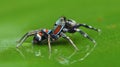 Beautiful Spider on green leaf, Jumping Spider in Thailand Royalty Free Stock Photo