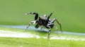 Beautiful Spider on green leaf, Jumping Spider in Thailand Royalty Free Stock Photo