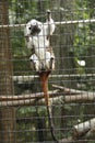 Top cotton tamarain monkey at southwicks zoo mendon mass Royalty Free Stock Photo