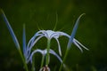 White Spider Lilly flowers  blooming during springtime in a public park in India Royalty Free Stock Photo