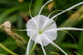 Beautiful spider lily, Hymenocallis littoralis Royalty Free Stock Photo