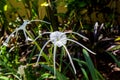 Beautiful spider lily, Hymenocallis littoralis Royalty Free Stock Photo