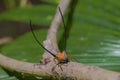 beautiful spider long horn on the leaf