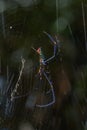 beautiful spider long horn on the leaf