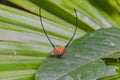 beautiful spider long horn on the leaf