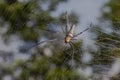 beautiful spider long horn on the leaf