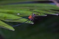 beautiful spider long horn on the leaf