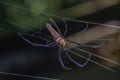 beautiful spider long horn on the leaf