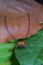 beautiful spider long horn on the leaf