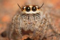 Beautiful spider. Royalty Free Stock Photo