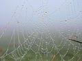 Spider net with morning dew, Lithuania Royalty Free Stock Photo