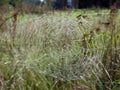 Beautiful spider net with morning dew, Lithuania Royalty Free Stock Photo