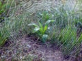 Spider net with morning dew, Lithuania Royalty Free Stock Photo