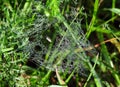 Spider net with morning dew, Lithuania Royalty Free Stock Photo