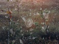 Many spider nets in morning dew, Lithuania