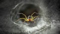 yellow spider protecting its web, macro photography of this fragile and gracious arachnid, but dreadful predator Royalty Free Stock Photo