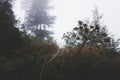 Beautiful spider web closeup in foggy forest Royalty Free Stock Photo