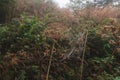 Beautiful spider web closeup in foggy forest. Late summer morning Royalty Free Stock Photo