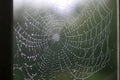 Beautiful spider web with dew drops. Shiny web. Royalty Free Stock Photo