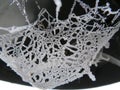 Beautiful spider web frozen by an intense cold