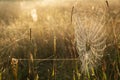 beautiful spider web in grass field Royalty Free Stock Photo