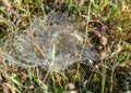 A beautiful spider web photographed at first light in the morning on the seashore of a island in Saaremaa Royalty Free Stock Photo