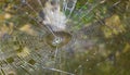 Beautiful spider web between rocks stones Muyil Mayan ruins Mexico Royalty Free Stock Photo