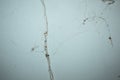 Beautiful Spider web on the wall Royalty Free Stock Photo