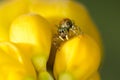 Beautiful Spider on yellow flower, Jumping Spider in Thailand Royalty Free Stock Photo