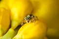 Beautiful Spider on yellow flower, Jumping Spider in Thailand Royalty Free Stock Photo