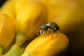 Beautiful Spider on yellow flower, Jumping Spider in Thailand Royalty Free Stock Photo