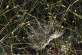 A beautiful Spiders Web on a damp misty morning in the UK. Royalty Free Stock Photo