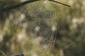 A beautiful Spiders Web on a damp misty morning in the UK. Royalty Free Stock Photo