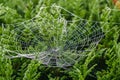 Beautiful spiderweb covered in glistening drops of dew on green tree in the background.