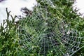 Beautiful spiderweb covered in glistening drops of dew on green tree in the background.