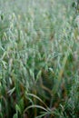 The beautiful spiderweb with the dew drops in the grass in the early morning