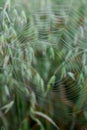 The beautiful spiderweb with the dew drops in the grass in the early morning