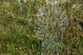 Beautiful spiderweb with dew outdoors in morning