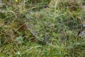 Beautiful spiderweb with dew outdoors in morning