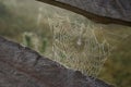 Beautiful spiderweb with dew between wooden planks outdoors, closeup